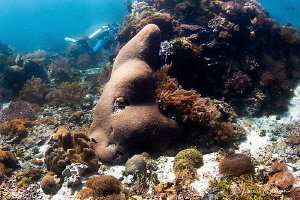 Coral reefs and diver/Photographed with a Tokina 10-17 mm... by Laurie Slawson 